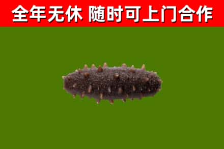 崇左回收海参干